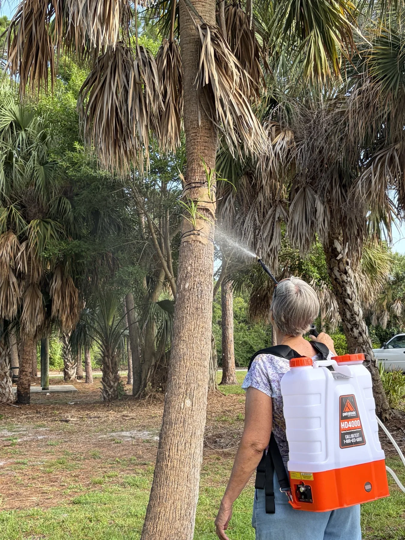 A Martin County Orchid Society member watering orchids mounted on a palm tree.