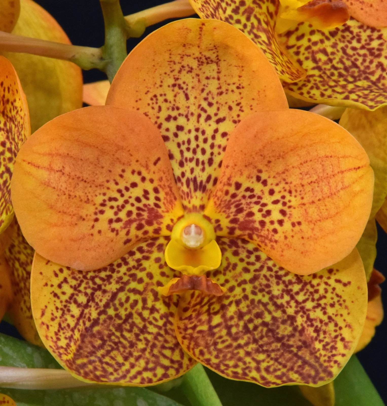 A golden orchid bloom cultivated within the Martin County Orchid Society collection.