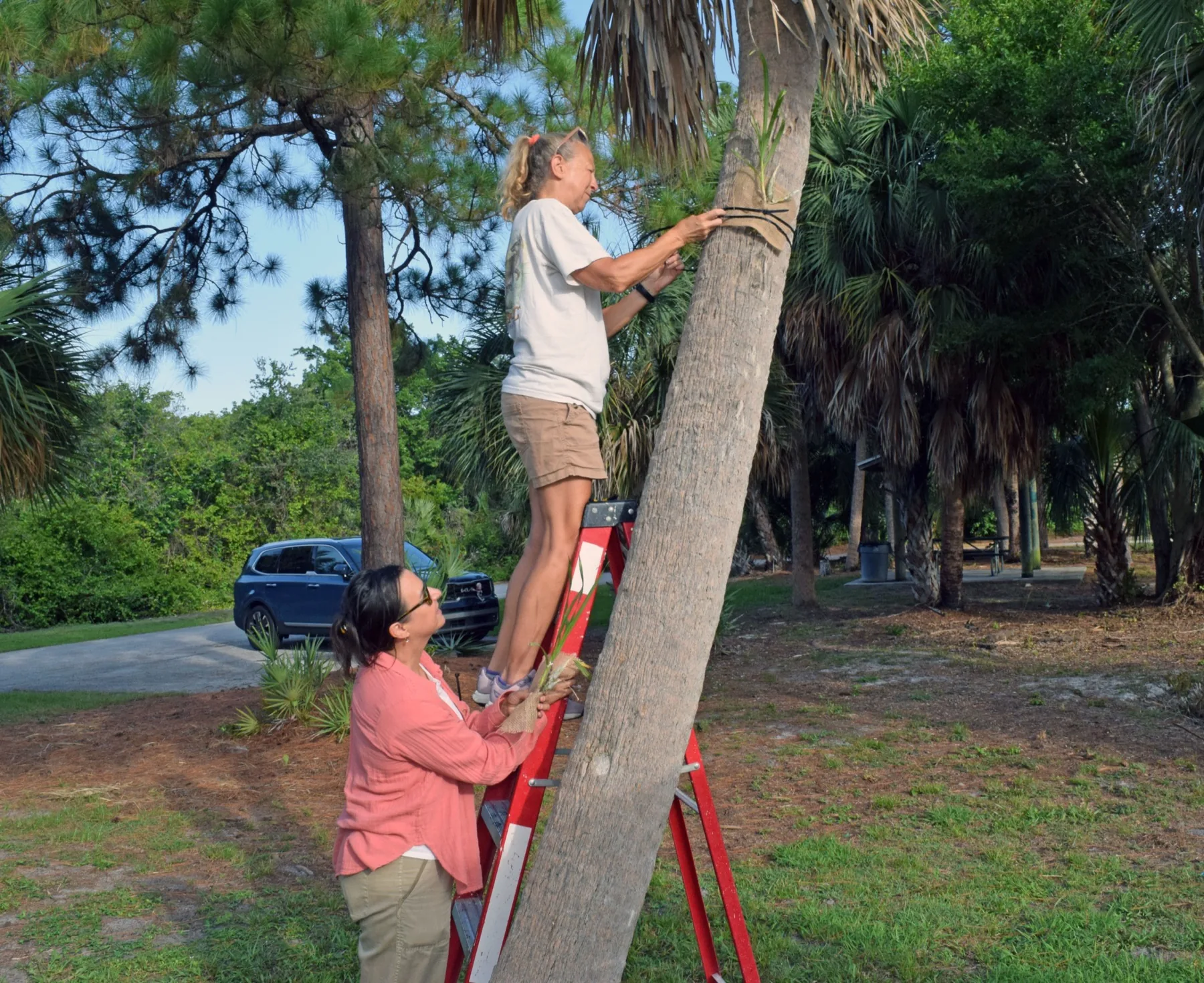 Two members positioning an orchid mount on a palm tree using a ladder.