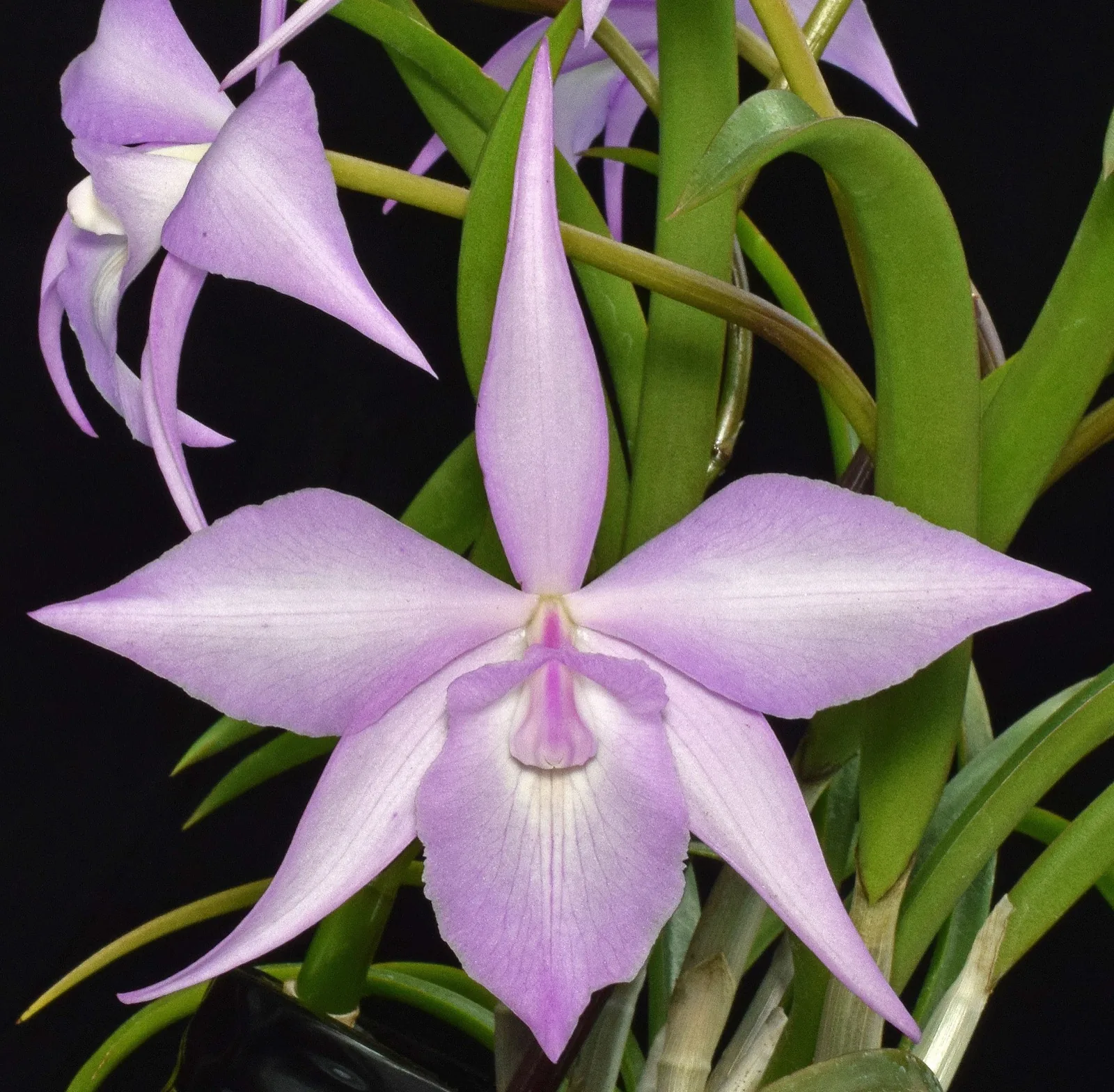 A lavender orchid bloom from a Martin County Orchid Society member collection.