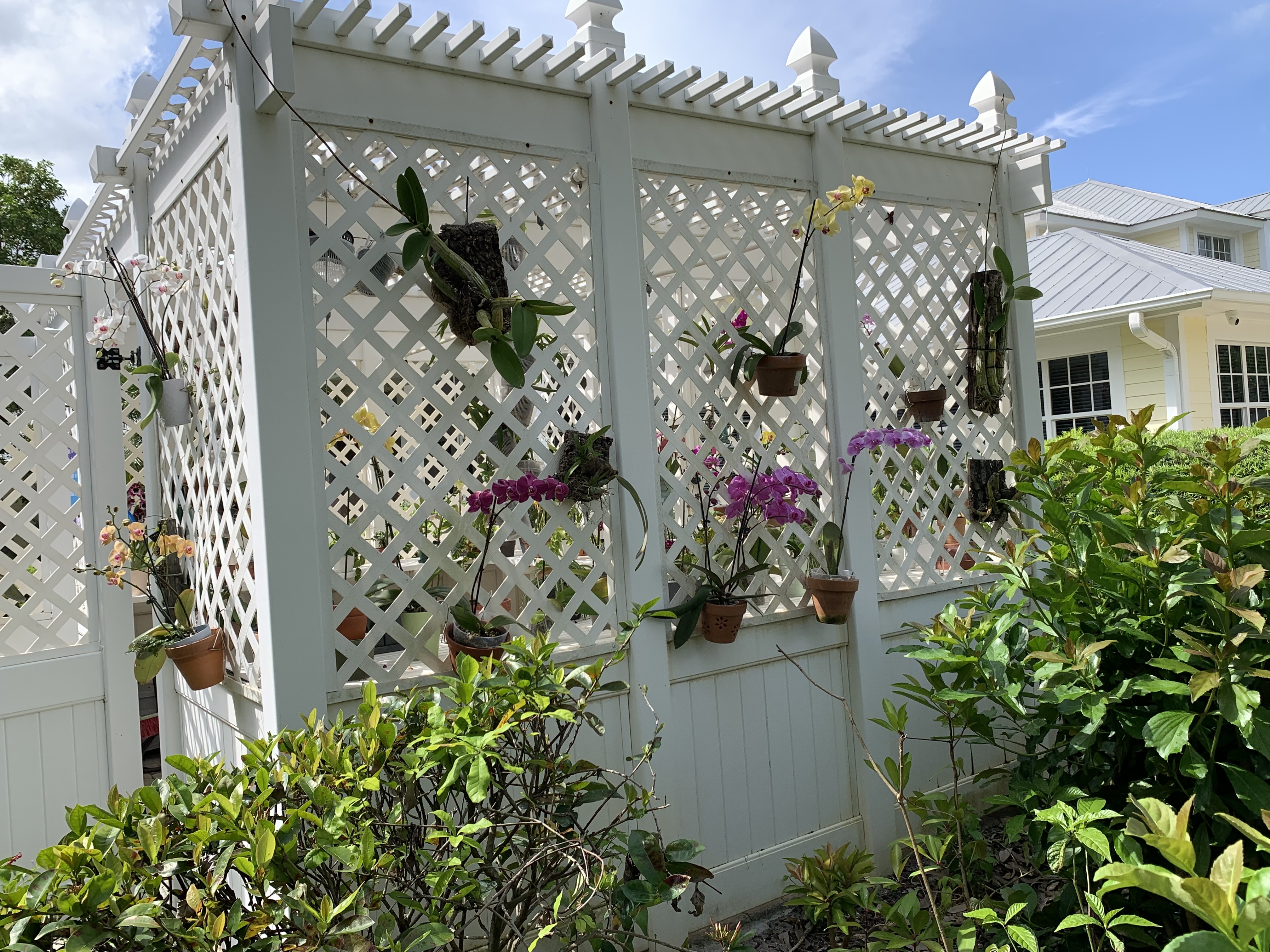 Orchids hanging along the side of the Martin County Orchid Society Shade House.