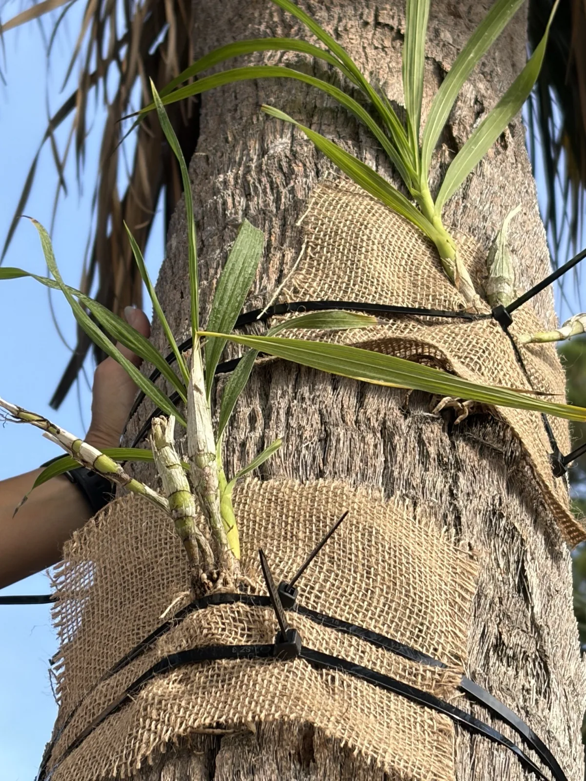 A close-up of mounted orchids wrapped in burlap and attached to a palm tree.